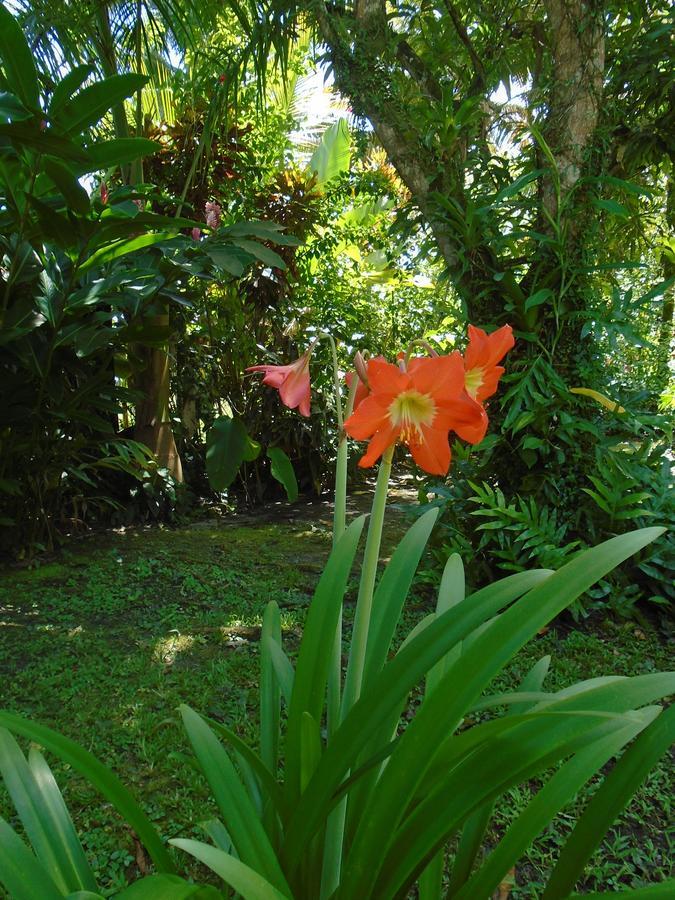 J And H Garden Cabinas Bocas Town Luaran gambar